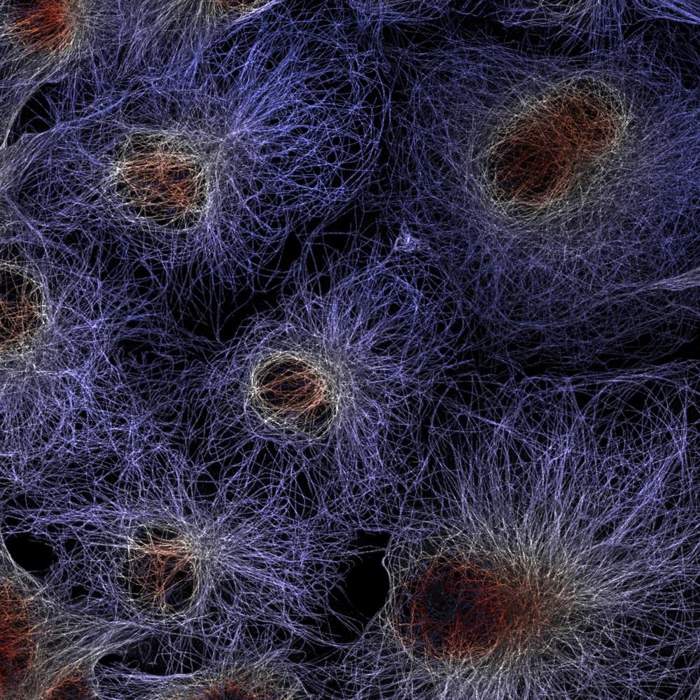 Fluorescent microtubule networks in adjacent cells