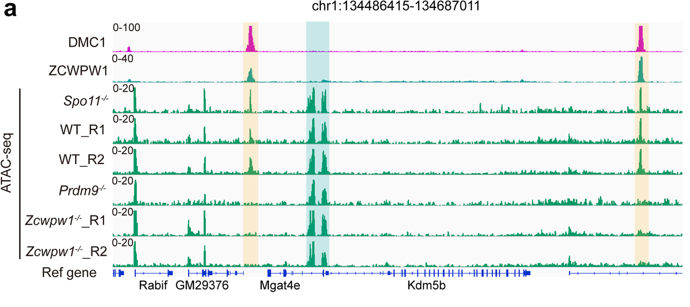 Genome-browser tracks compare DMC1 and ZCWPW1 binding and ATAC-seq chromatin accessibility in wild-type and mutant mouse testes. Orange shading identifies recombination hotspots and blue shading identifies promoter-associated non-hotspot accessibility.