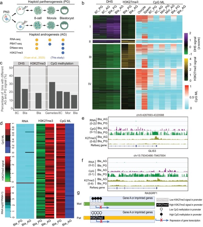 Complete Figure 1: human embryo study design, chromatin accessibility, H3K27me3 and DNA methylation patterns, allele-related expression and imprinted-gene genome tracks.