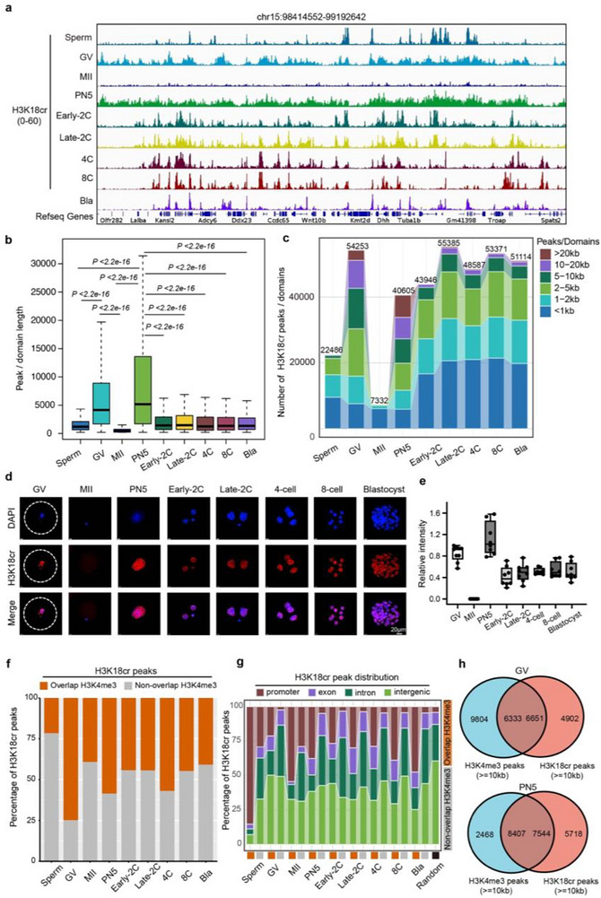 Complete Figure 1: H3K18cr genomic profiles, peak statistics and immunostaining across mouse gametes and early embryos, with all original labels and microscopy scale bars.